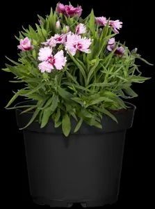 Dianthus chin. 'Corona White' - P13 - image 4