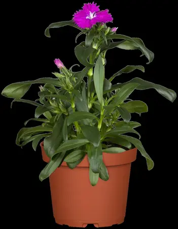 Dianthus chin. 'Corona White' - P13 - image 2