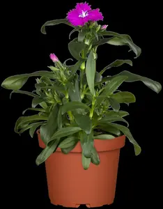 Dianthus chin. 'Corona White' - P13 - image 2