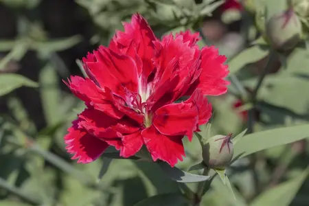 Dianthus chin. 'Corona White' - P13 - image 1