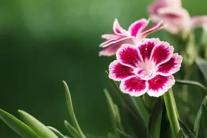 Dianthus chin. 'Corona White' - P13 - image 5