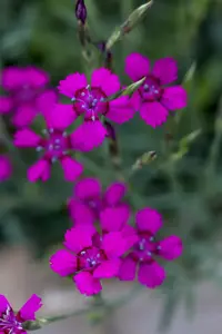 Dianthus delt. 'Brilliant'