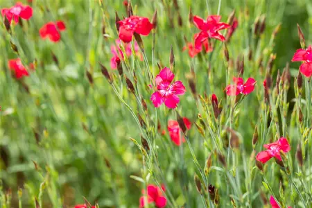 Dianthus delt. 'Flashing Light' - LINERS 24 CEL TRAY P9 SIZE - image 5