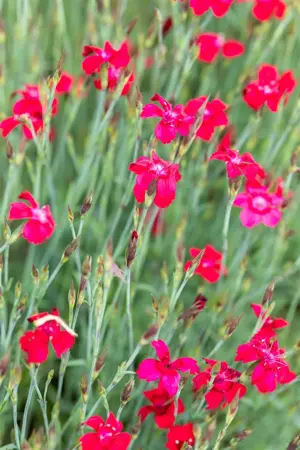 Dianthus delt. 'Leuchtfunk' - P9 - image 1