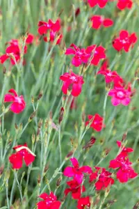 Dianthus delt. 'Leuchtfunk'