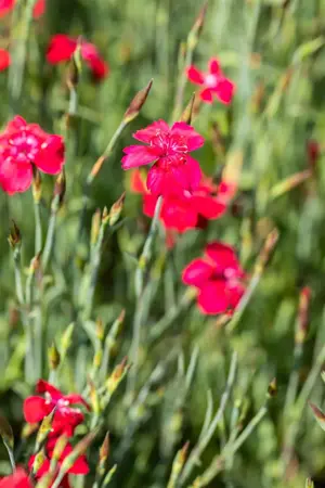 Dianthus delt. 'Leuchtfunk' - P9 - image 3