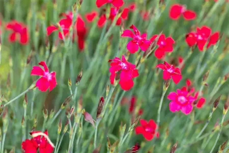 Dianthus delt. 'Leuchtfunk' - P9 - image 2
