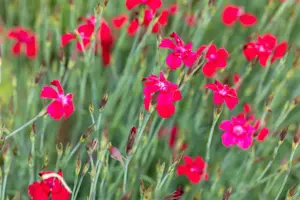 Dianthus delt. 'Leuchtfunk' - P9 - image 2