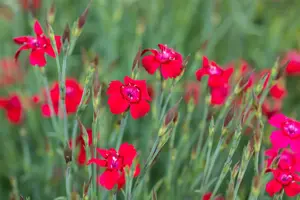 Dianthus delt. 'Leuchtfunk' - P9 - image 4