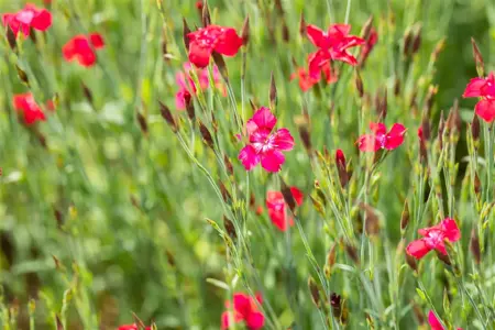Dianthus delt. 'Leuchtfunk' - P9 - image 5