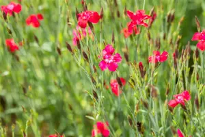 Dianthus delt. 'Leuchtfunk' - P9 - image 5