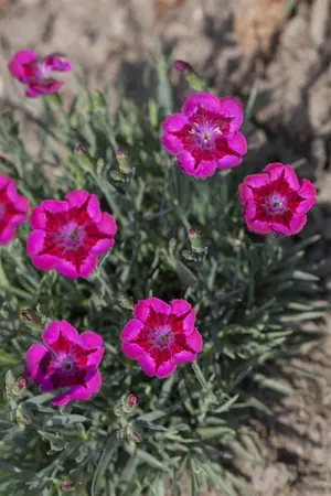 Dianthus 'Devon Xera' (Firestar) - P9 - image 1