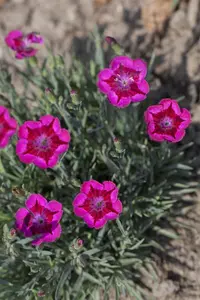 Dianthus 'Devon Xera' (Firestar) - P9 - image 1