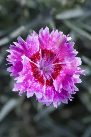Dianthus 'Devon Xera' (Firestar) - P9 - image 3