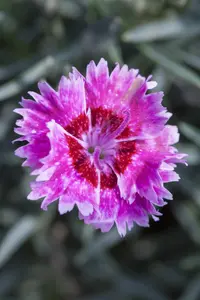 Dianthus 'Devon Xera' (Firestar) - P9 - image 3