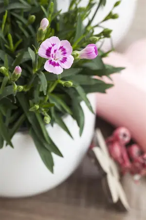 Dianthus 'Devon Xera' (Firestar) - P9 - image 5