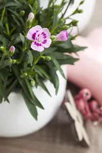 Dianthus 'Devon Xera' (Firestar) - P9 - image 5