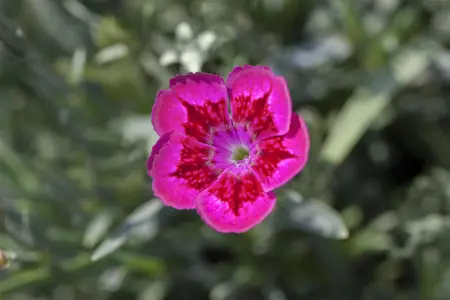 Dianthus 'Devon Xera' (Firestar) - P9 - image 2
