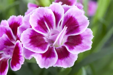 Dianthus 'Devon Xera' (Firestar) - P9 - image 4