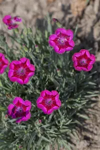 Dianthus 'Dianturi Flare'?