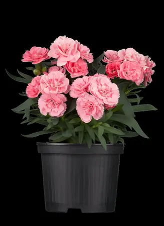 DIANTHUS F1 MIXED 6 pack - image 2