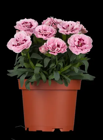 DIANTHUS F1 MIXED 6 pack - image 3