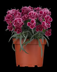 DIANTHUS F1 MIXED 6 pack - image 5