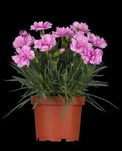 DIANTHUS F1 MIXED 6 pack - image 4