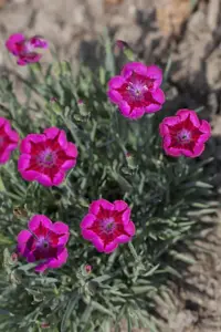 Dianthus 'Flutterburst'