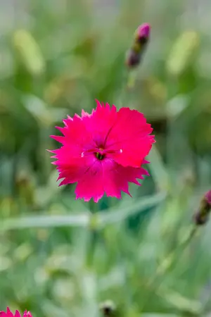 Dianthus grat. 'Badenia' - 2 Ltr pot - image 2