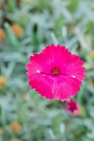 Dianthus grat. 'Badenia' - 2 Ltr pot - image 3