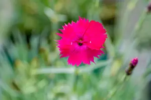 Dianthus grat. 'Badenia'