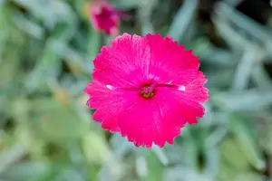 Dianthus grat. 'Badenia' - 2 Ltr pot - image 4