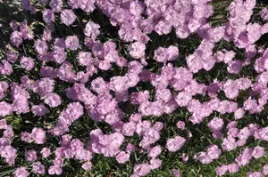 Dianthus grat. 'Pink Jewel'
