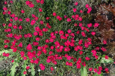Dianthus grat. 'Rotk?ppchen' - P9