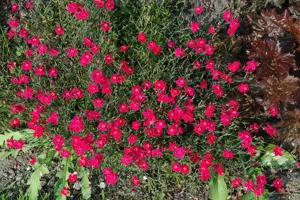 Dianthus grat. 'Rotk?ppchen'