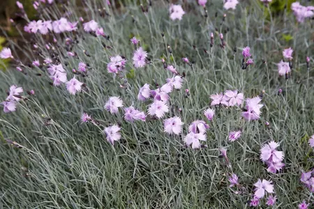 Dianthus gratianopolitanus - P9 - image 1
