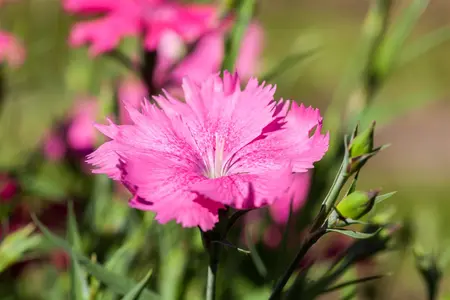 Dianthus gratianopolitanus - P9 - image 3