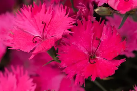 Dianthus gratianopolitanus - P9 - image 4