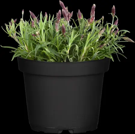 Dianthus gratianopolitanus - P9 - image 2