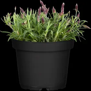 Dianthus gratianopolitanus - P9 - image 2