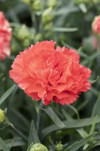 Dianthus Sunflor? 'Bling Bling Orange'