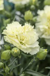 Dianthus Sunflor? 'Bling Bling Yellow'