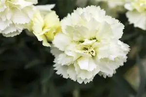 Dianthus Sunflor? 'Bling Bling Yellow' - P11 - image 2