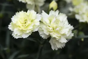 Dianthus Sunflor? 'Bling Bling Yellow' - P11 - image 3