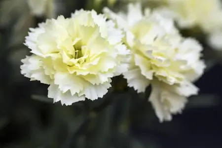 Dianthus Sunflor? 'Bling Bling Yellow' - P11 - image 4