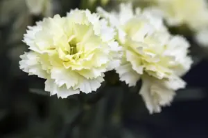 Dianthus Sunflor? 'Bling Bling Yellow' - P11 - image 4