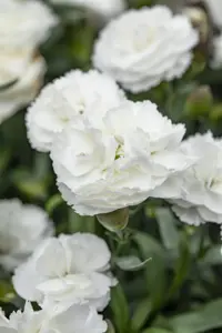 Dianthus Sunflor? 'Cosmos'