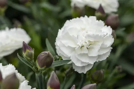 Dianthus Sunflor? 'Cosmos' - P11 - image 2