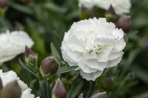 Dianthus Sunflor? 'Cosmos' - P11 - image 2